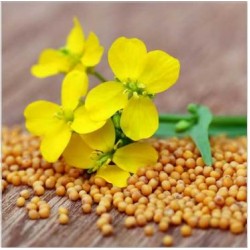 Гірчиця жовта 1 кг
