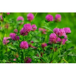 Конюшина червона (лугова) 0.5кг