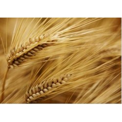 Ячмінь 500г