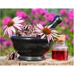 Ехінацея пурпурна 50 грам