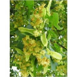 Липа серцеподібна 50 грамм