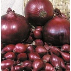 Цибуля Ред Барон 1кг