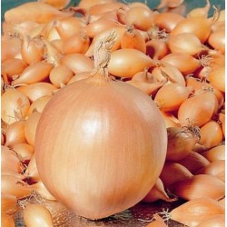 Цибуля Болеро 1кг