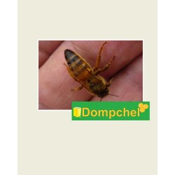 Бджоломатки української степової породи